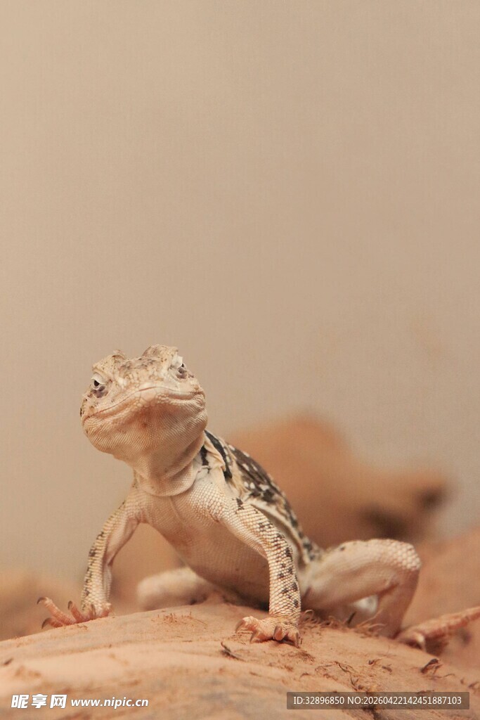 可爱豹纹守宫
