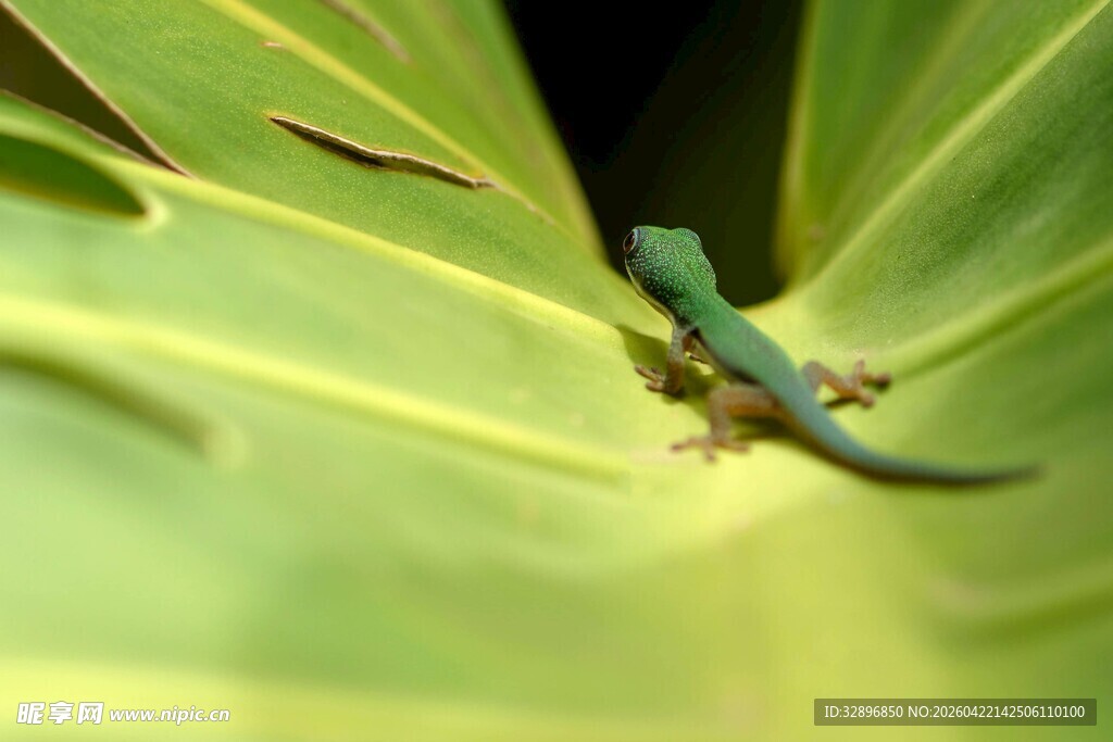 绿叶上的翠绿小蜥蜴