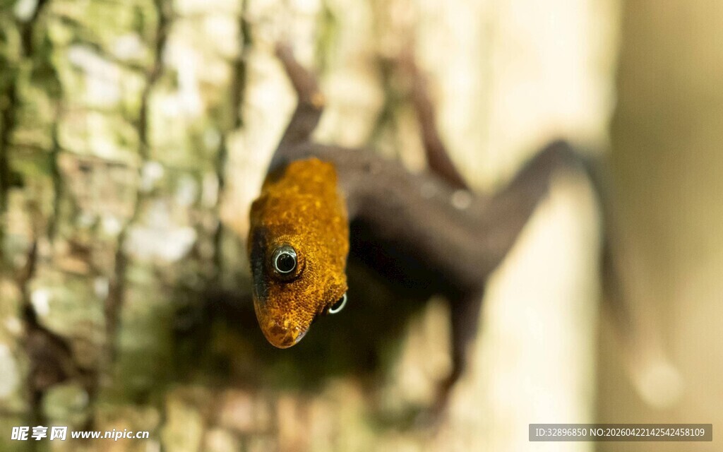树干上的橙色头部蜥蜴