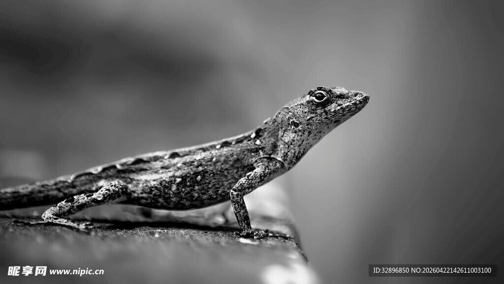 黑白蜥蜴特写