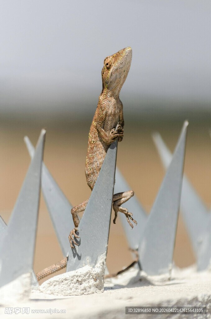 蜥蜴立于尖刺围栏上