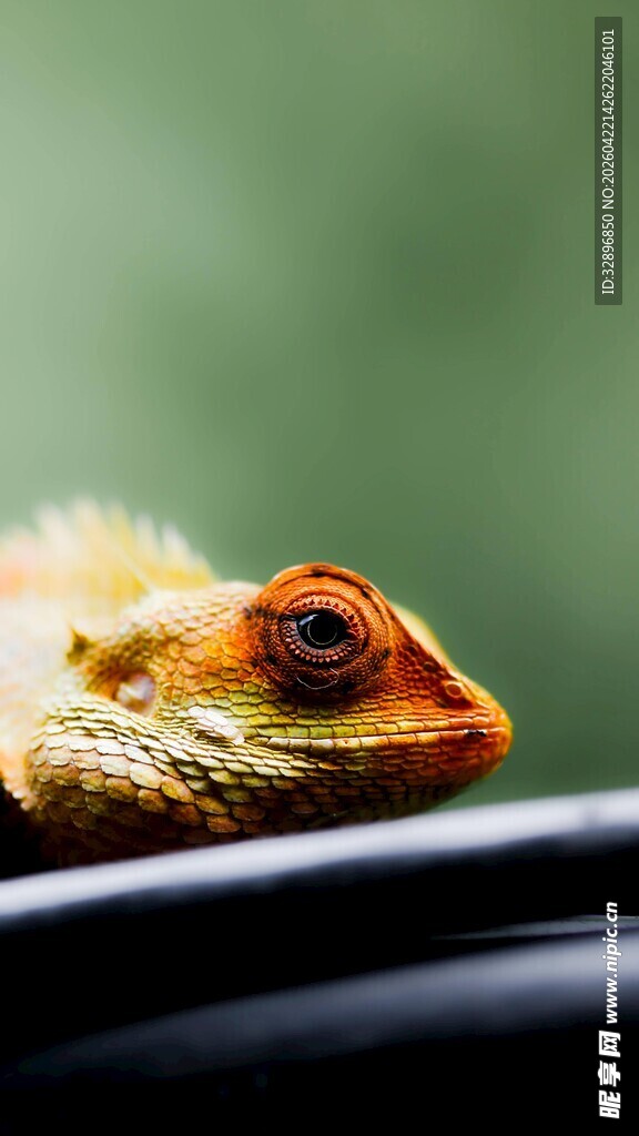 特写凝望的多彩蜥蜴