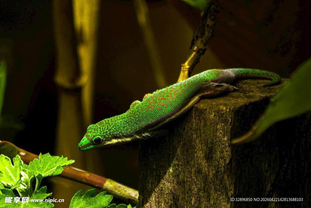 翠绿蜥蜴栖息于植物间