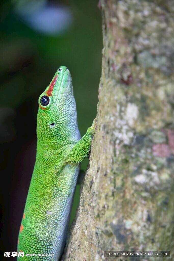 翠绿壁虎攀附树干