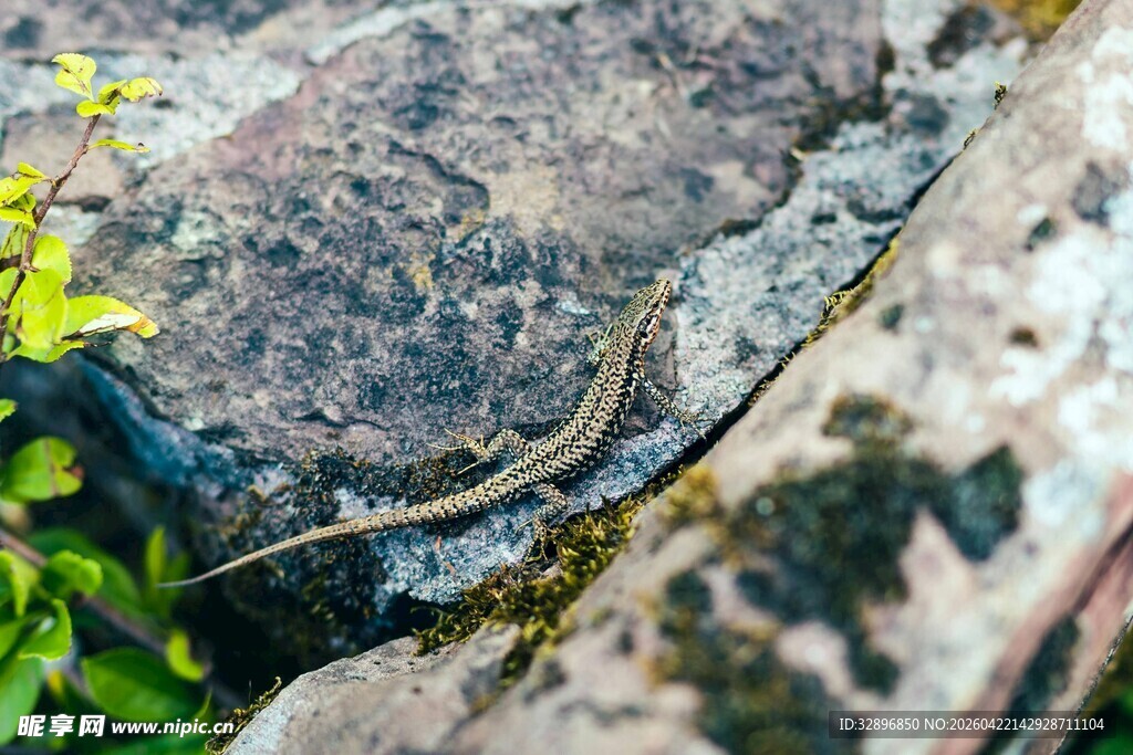 岩石旁的蜥蜴