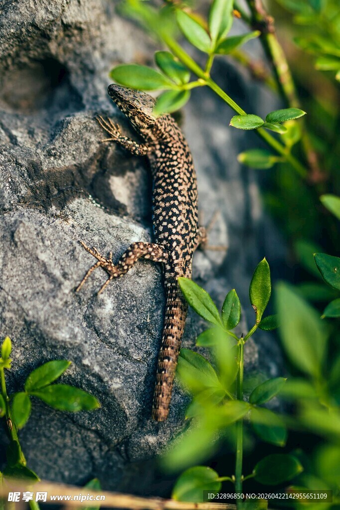 岩石上的多彩蜥蜴