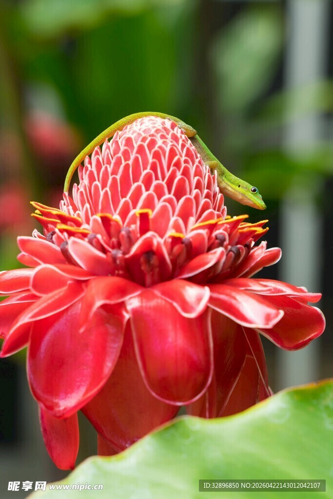 蜥蜴
