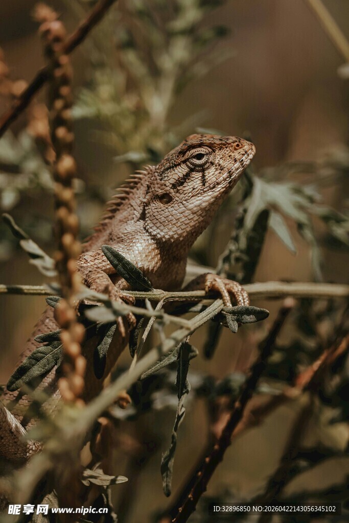 树枝上的变色龙
