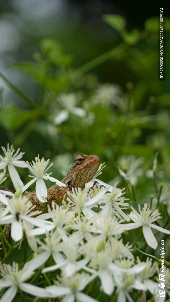 蜥蜴