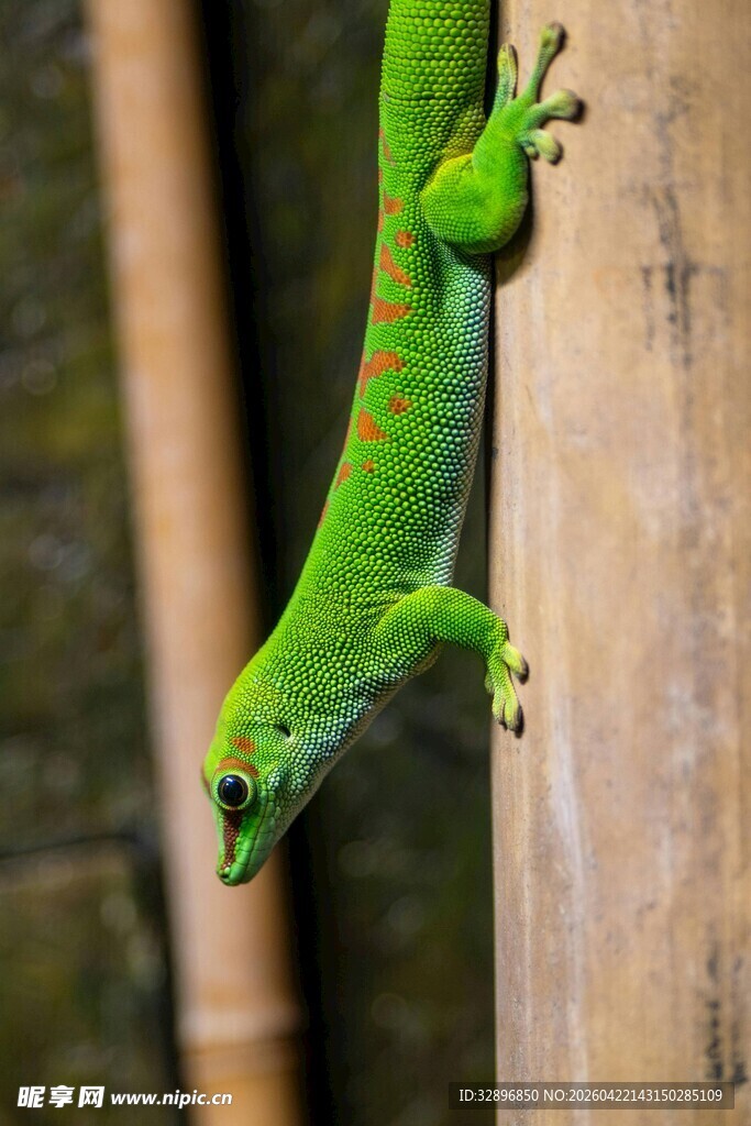 绿色壁虎攀附于木杆上