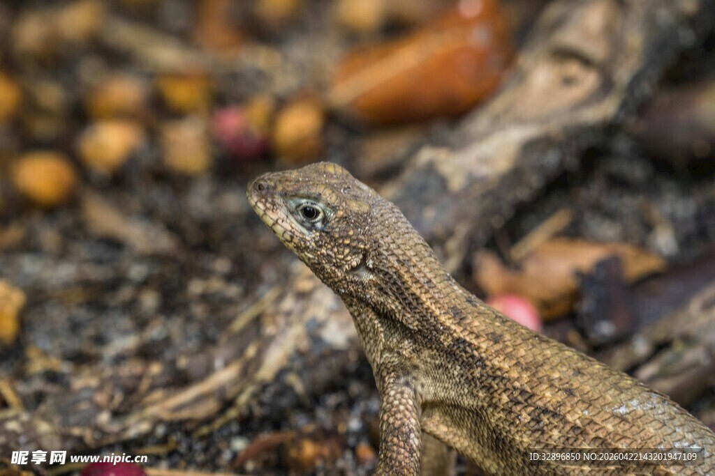 地面上的棕色蜥蜴