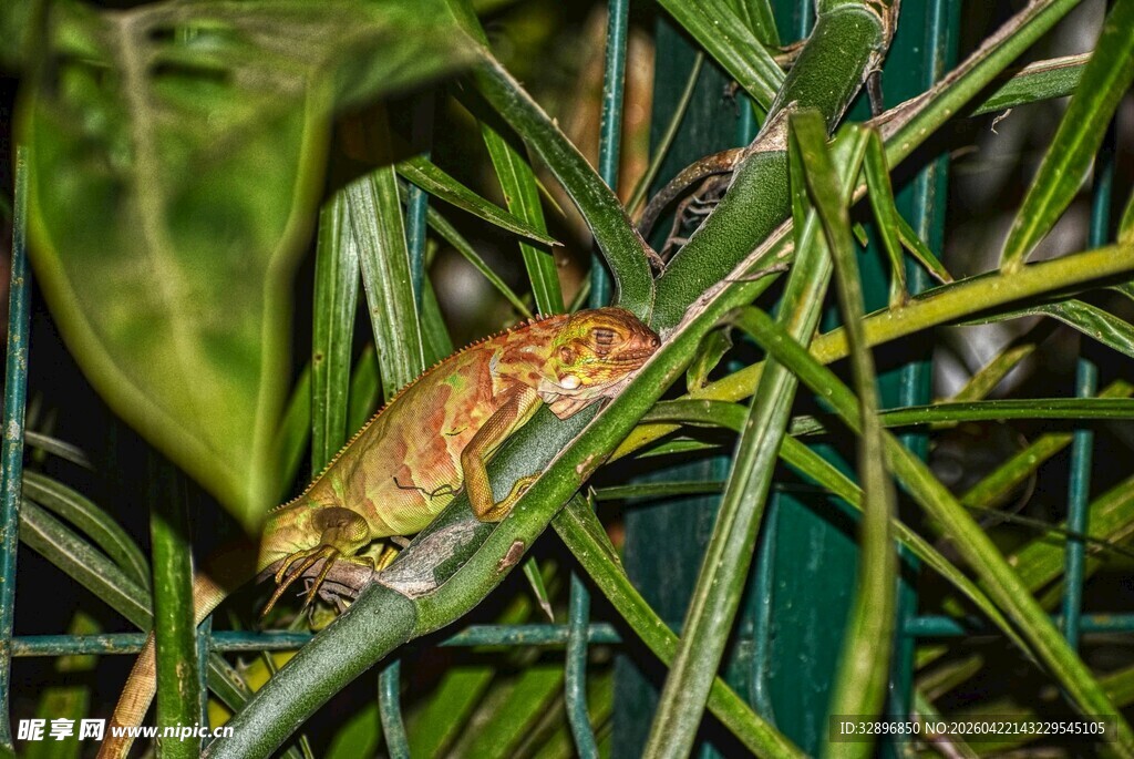 绿叶间的变色龙