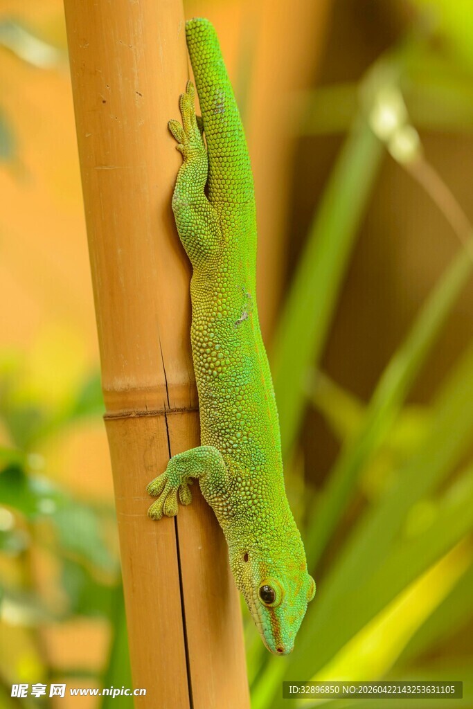 翠绿壁虎攀附于竹竿上