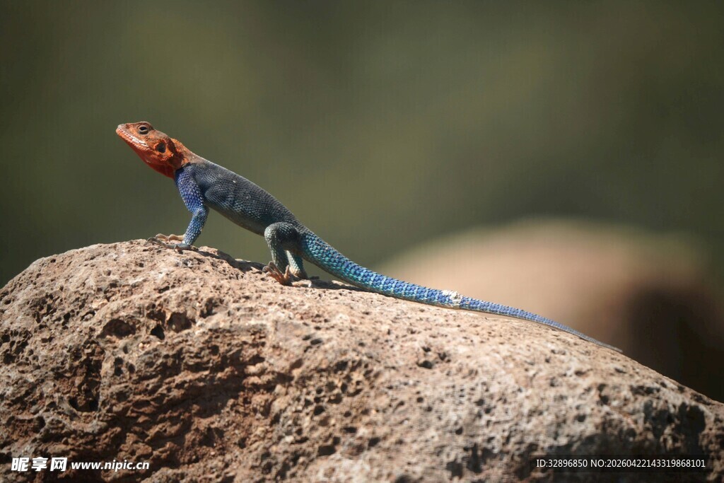 岩石上的多彩蜥蜴