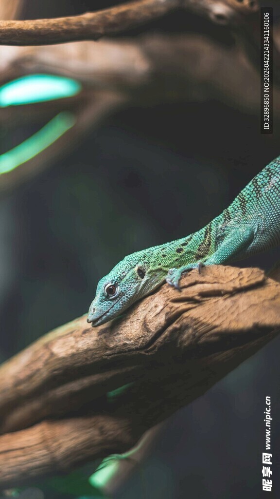 树枝上的绿蜥蜴