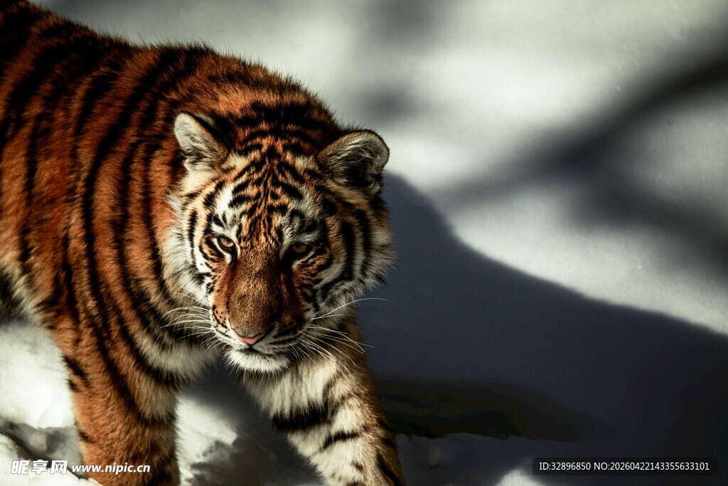 雪地中的威武老虎