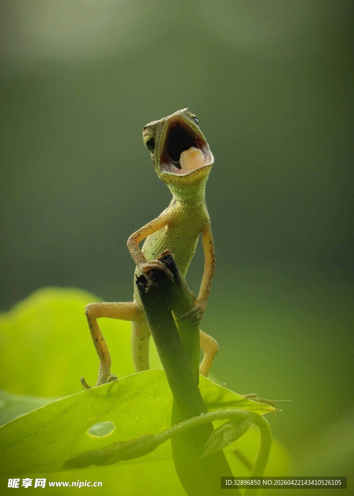 绿叶上的小巧青蛙