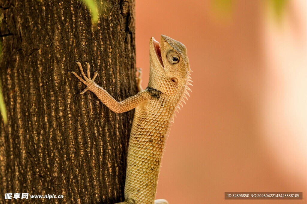 树旁蜥蜴特写