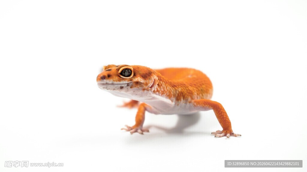 橙色小蜥蜴特写