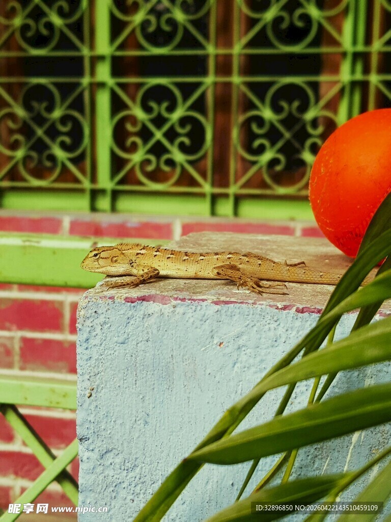 窗边绿叶上的鲜艳红果