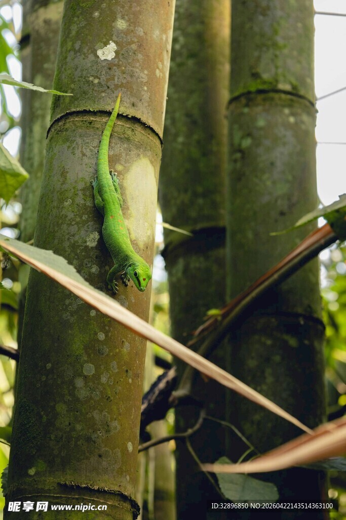 树上的绿蜥蜴与悬挂物品