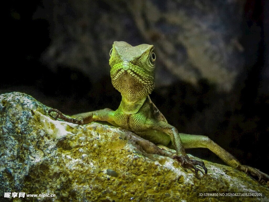 岩石上的绿色蜥蜴