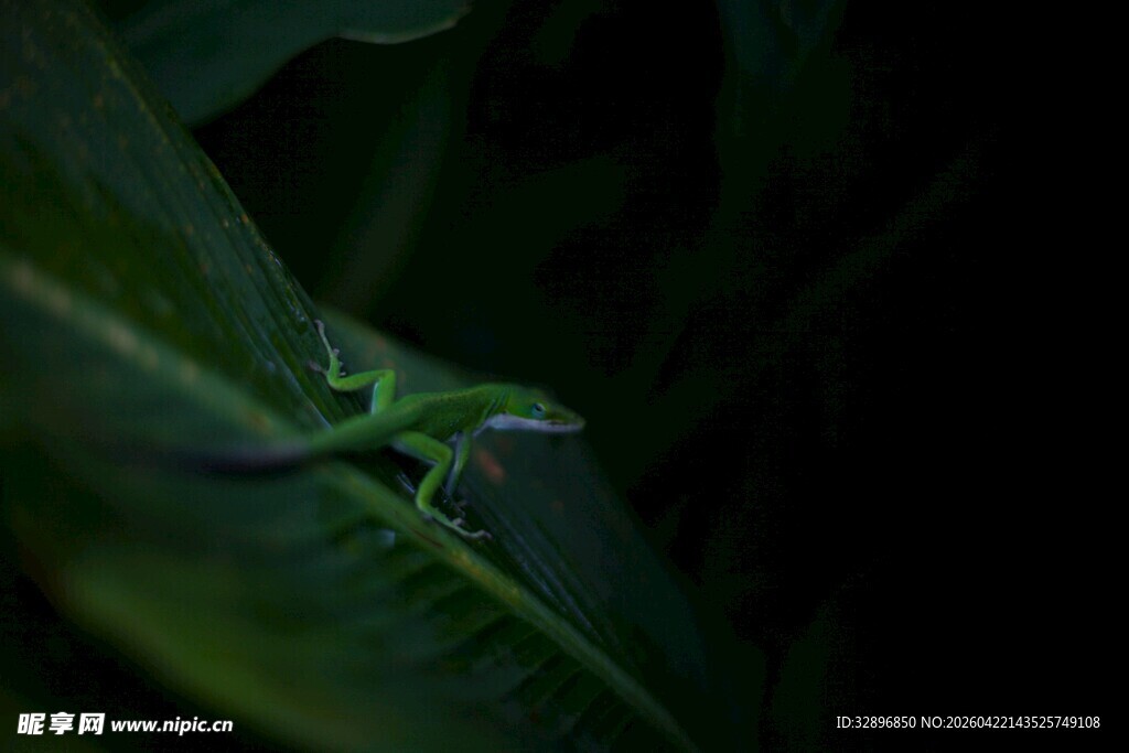 绿叶上的绿色小蜥蜴