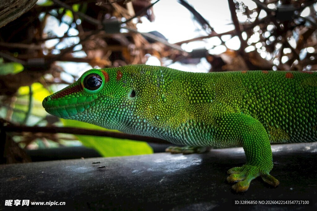 翠绿壁虎特写