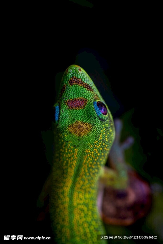 色彩斑斓的蜥蜴特写