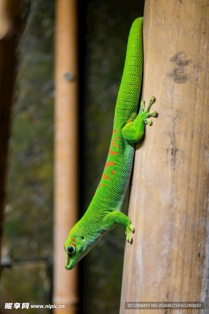 翠绿壁虎攀附木杆
