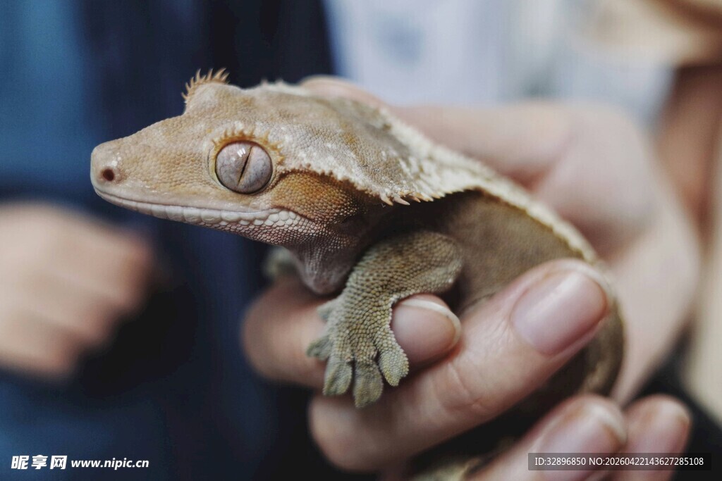 手捧可爱睫角守宫