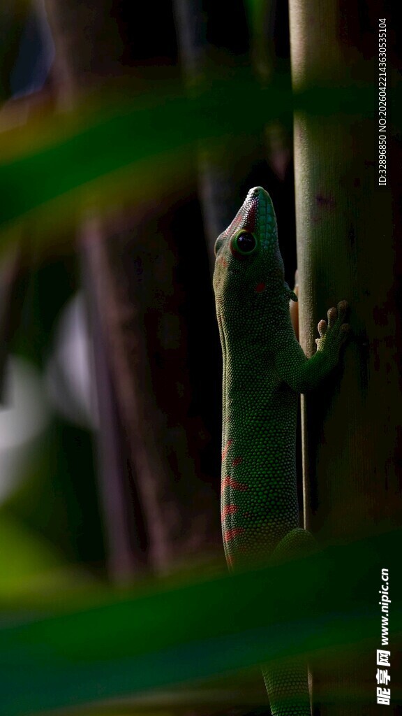 绿叶间的小蜥蜴