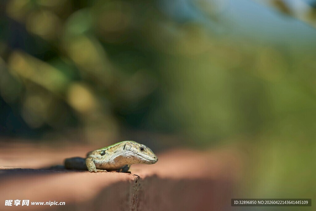 栖息于栏杆上的绿色青蛙
