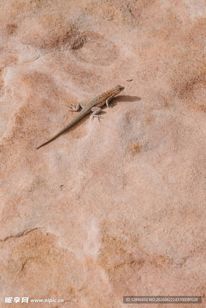 沙漠中的小蜥蜴