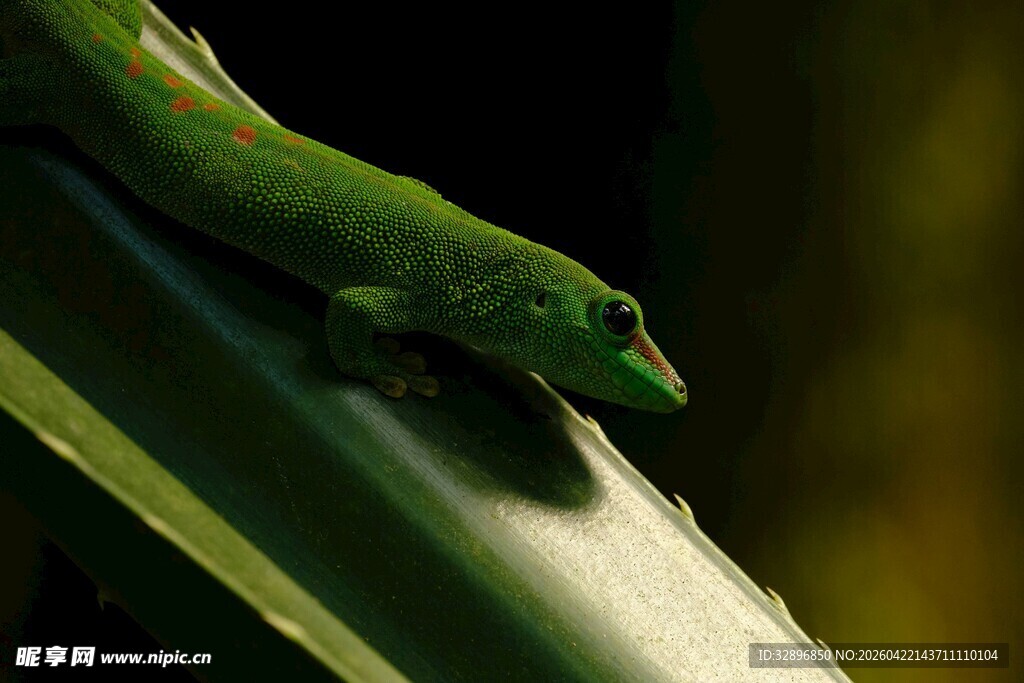 绿叶上的绿色壁虎