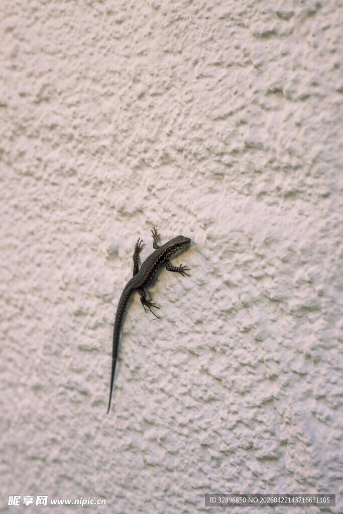 墙上的小蜥蜴
