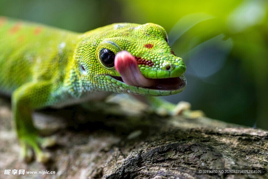 绿蜥蜴吐舌姿态超可爱