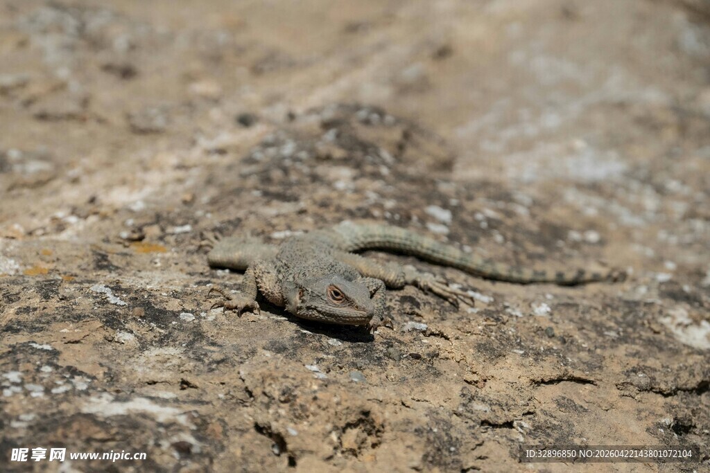 岩石上的小蜥蜴