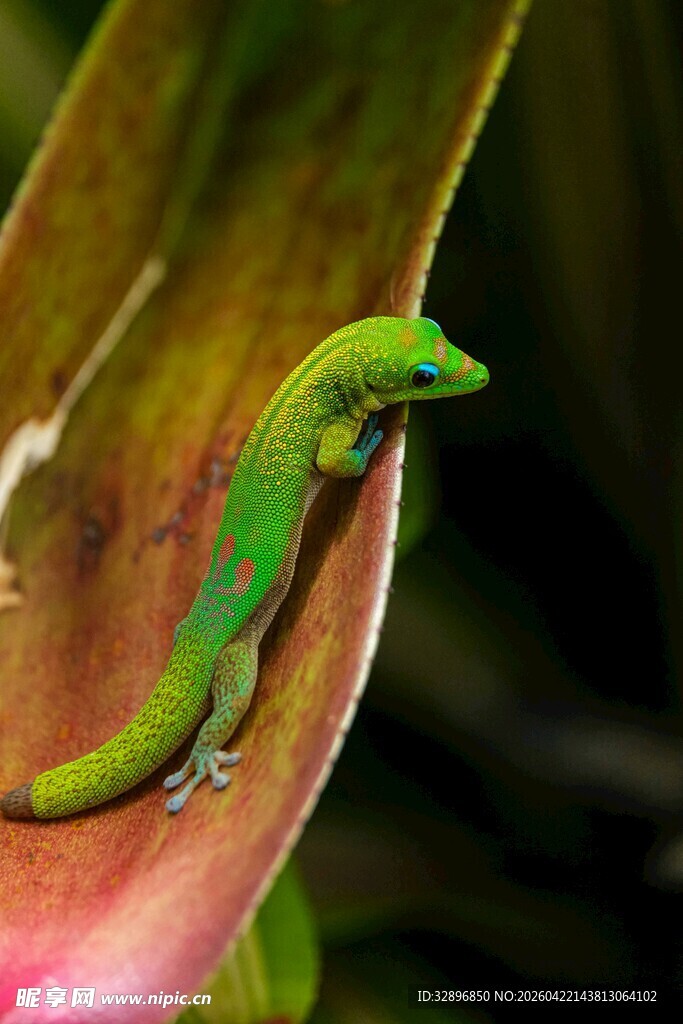 绿叶上的翠绿小壁虎