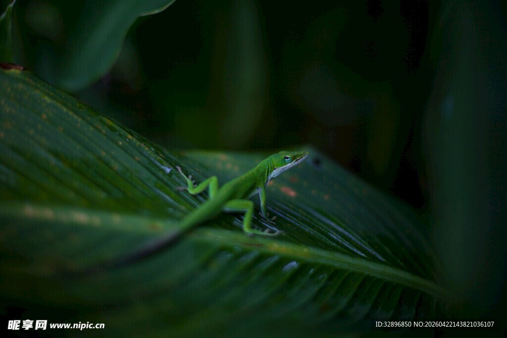 绿叶上的绿色小蜥蜴