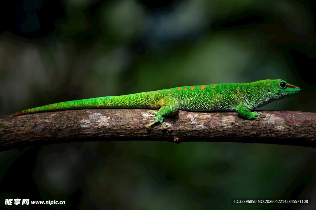 树枝上的翠绿变色龙