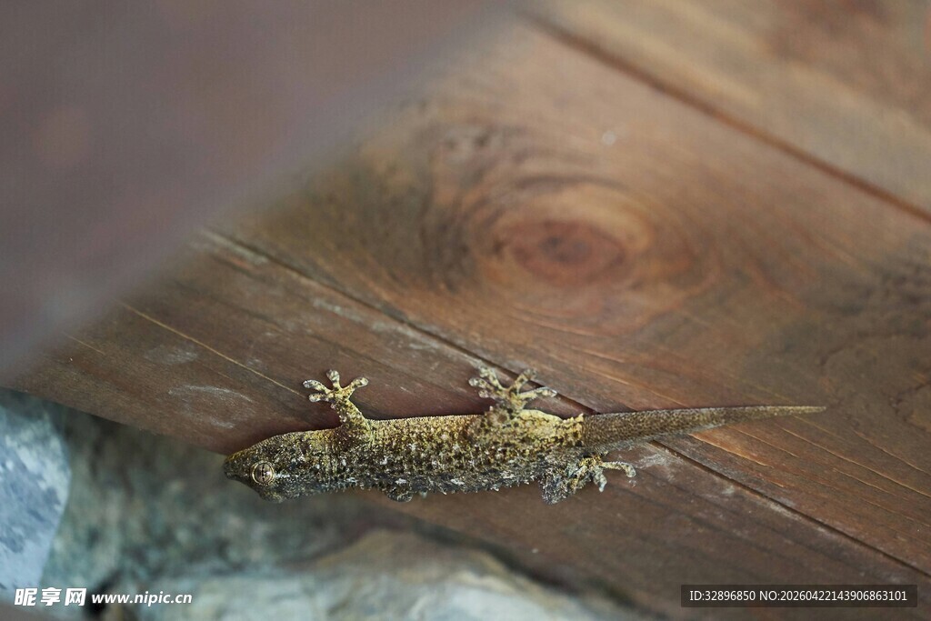 木头上的奇特小昆虫