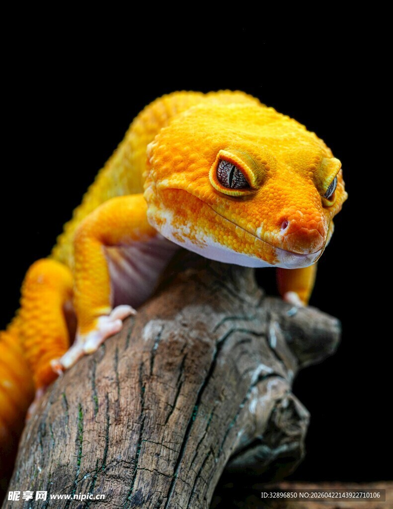 橙黄色壁虎栖息于木头上