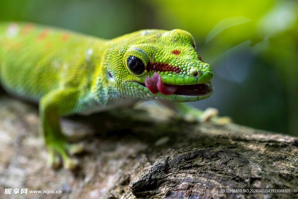 翠绿壁虎栖于粗糙树干