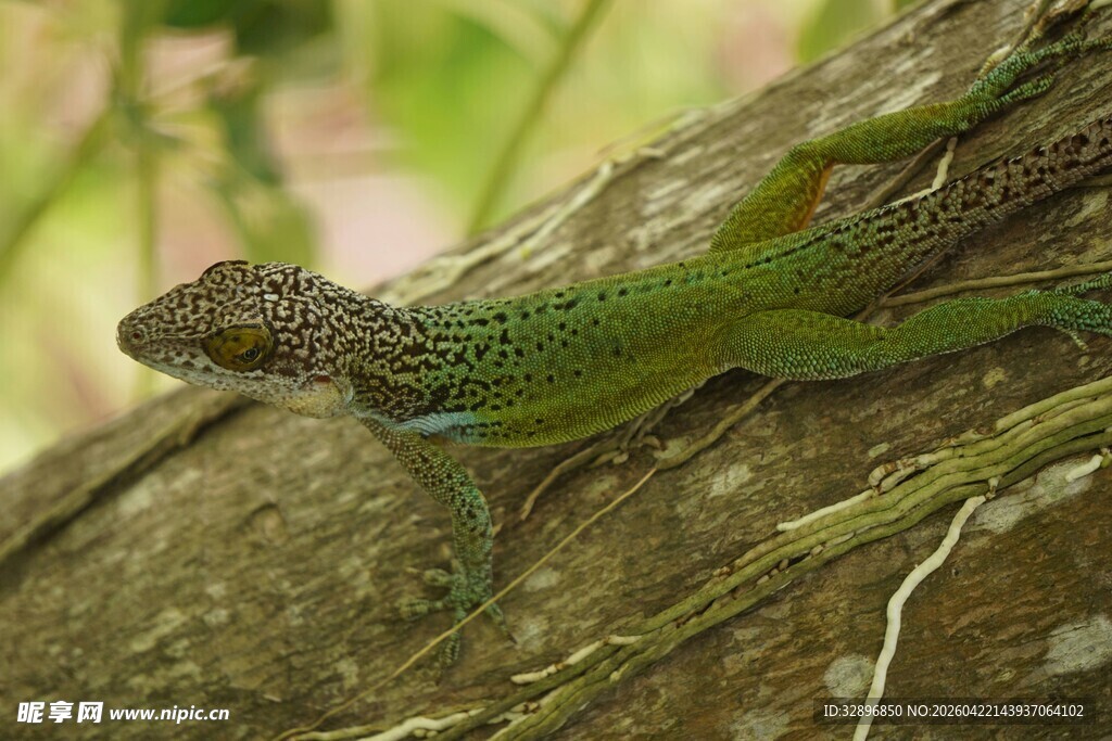 树枝上的绿色蜥蜴