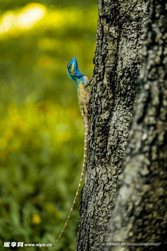 树干上的蓝色小鸟