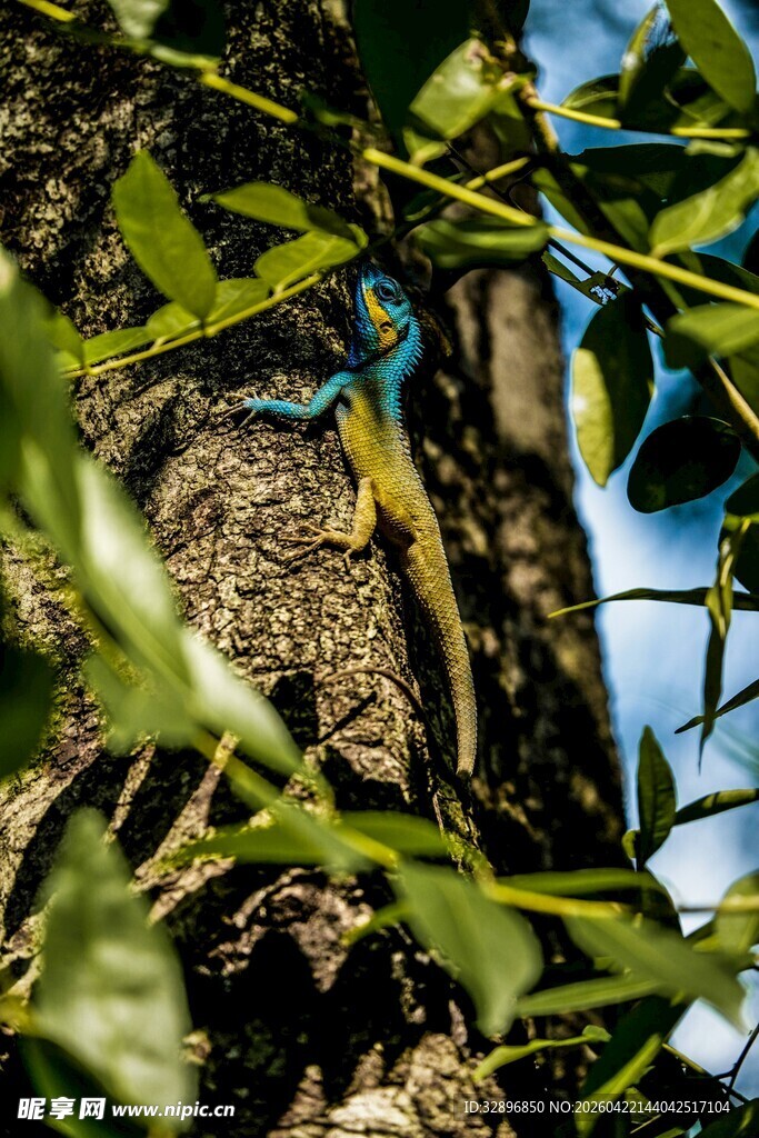 绿叶间的多彩蜥蜴