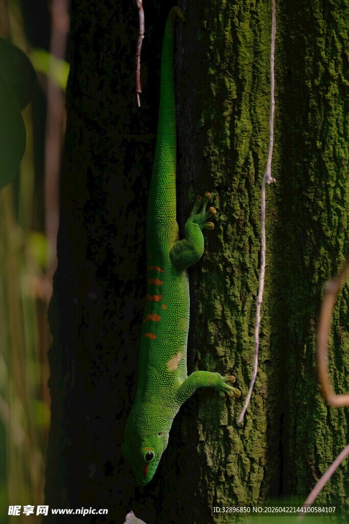 绿色壁虎栖息于树干上