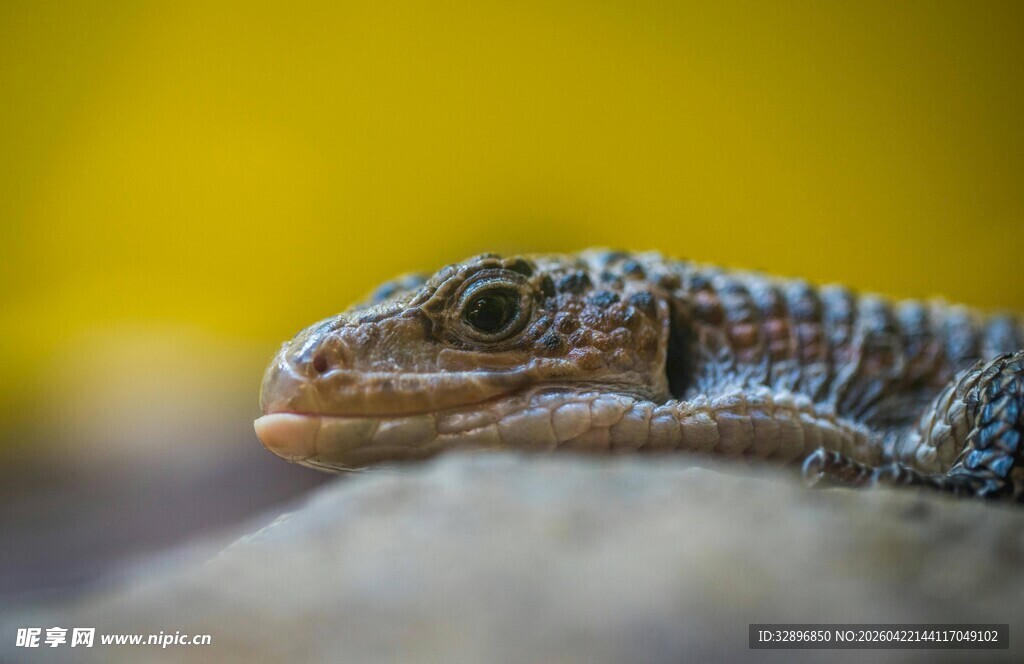 特写多彩蜥蜴的静谧瞬间