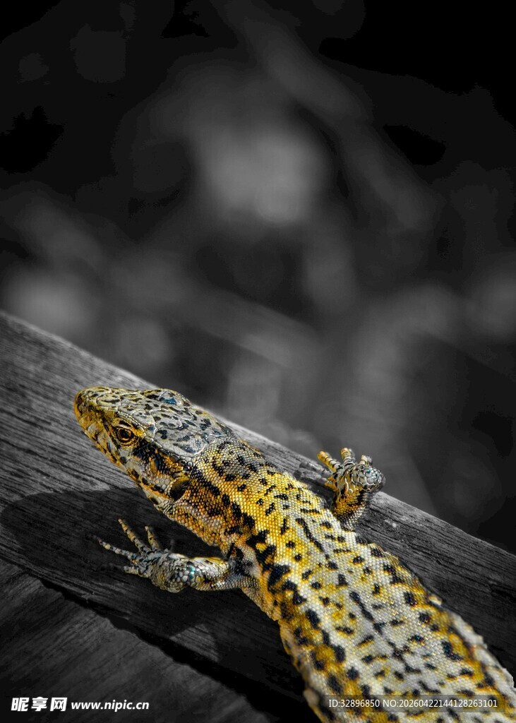 黄黑斑点蜥蜴趴在木上